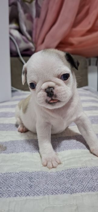 Продам щенков МОПСА