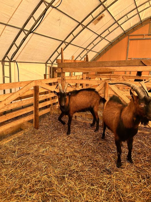 Vand 2 Tapi Alpini Francezi