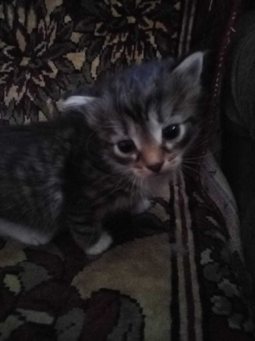 Отдам котят в добрые руки