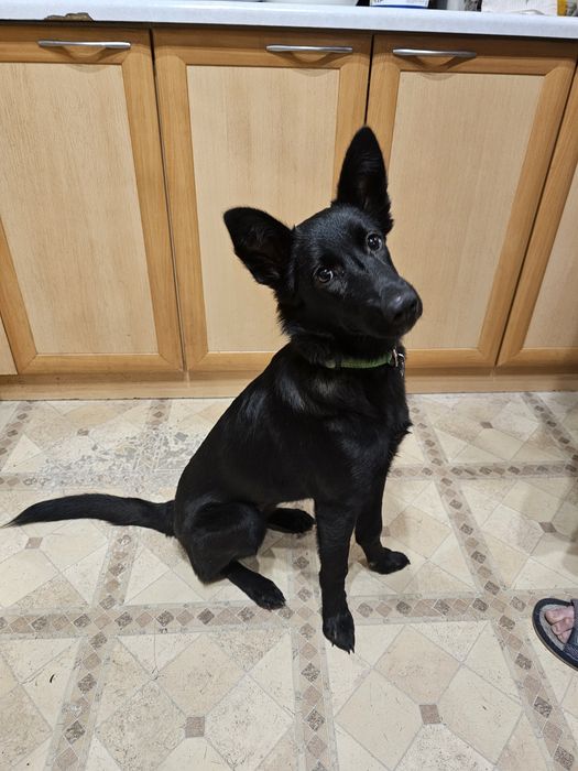 Отдаётся собака, собака ищет дом