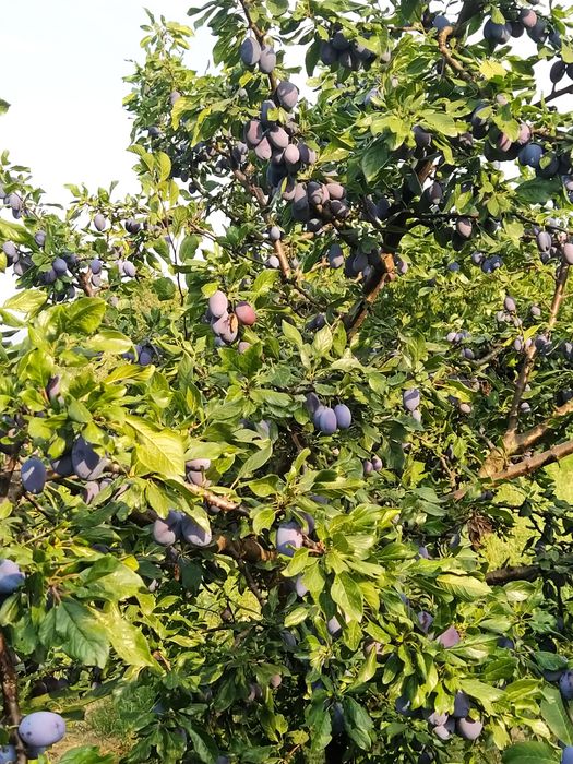 Vând prune pentru țuică cu Brix 24-28