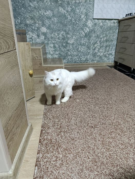TТурецкая ангора кошка