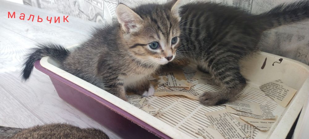 Срочно отдам в добрые руки