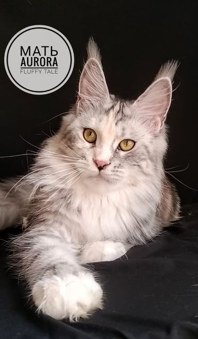 Серебряный принц Марсель. Питомник "Fluffy Tale".