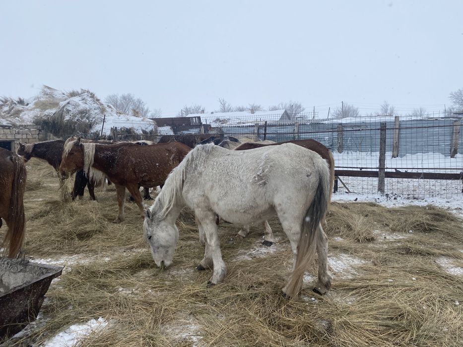 Сатылымда биелер бар келіп тандаа алыныздар