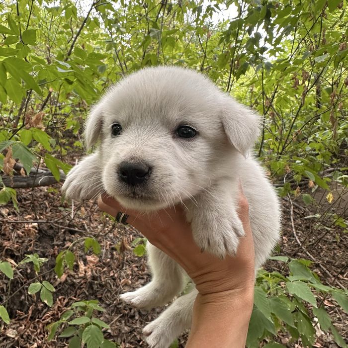 Малыши срочно ищут дом