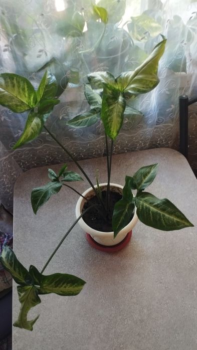 Сингониюм Вендланда очень редкий