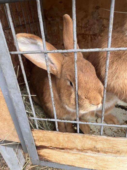 Продам кролла порода Бургунды