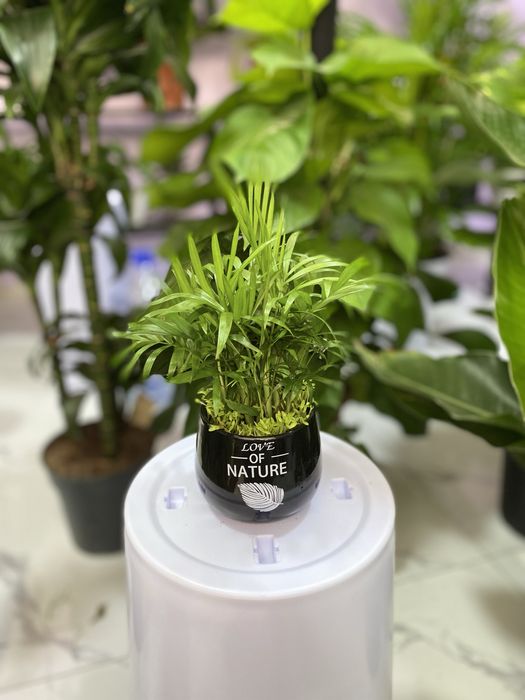 Цветы для дома и офиса. В скидочных ценах