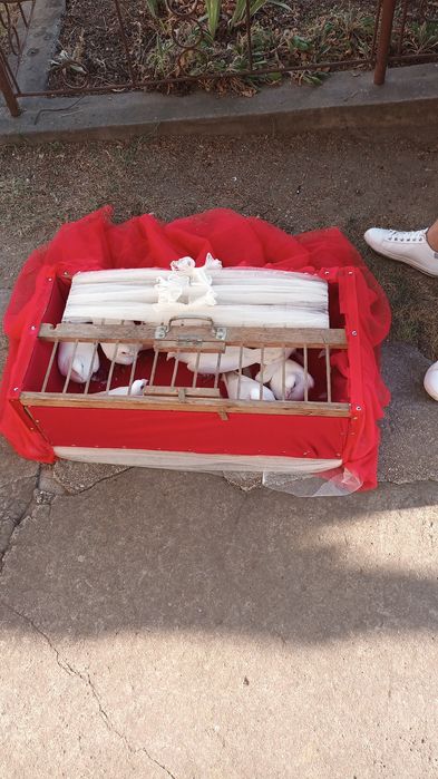 Porumbei albi voiajori de închiriat pentru evenimente