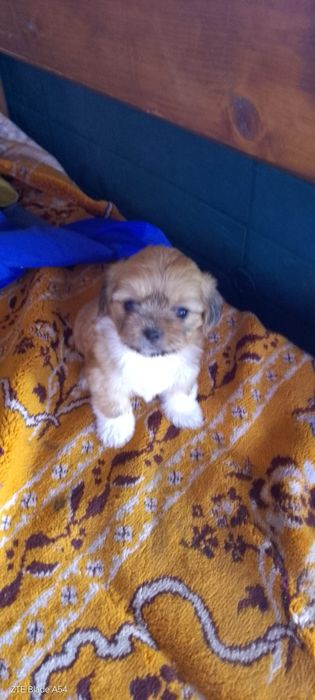 Vând cateii SHYH TZU