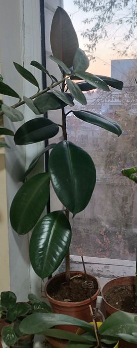 Продаю цветы бегония, фикус, молочай