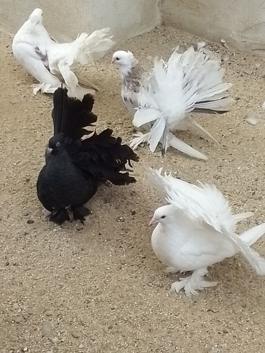 Porumbei voltați indieni