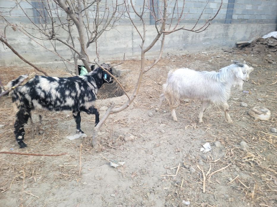 Пародтпроиппшльппп