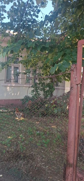 Vand casa in Comuna Ciocanesti, jud Calarasi