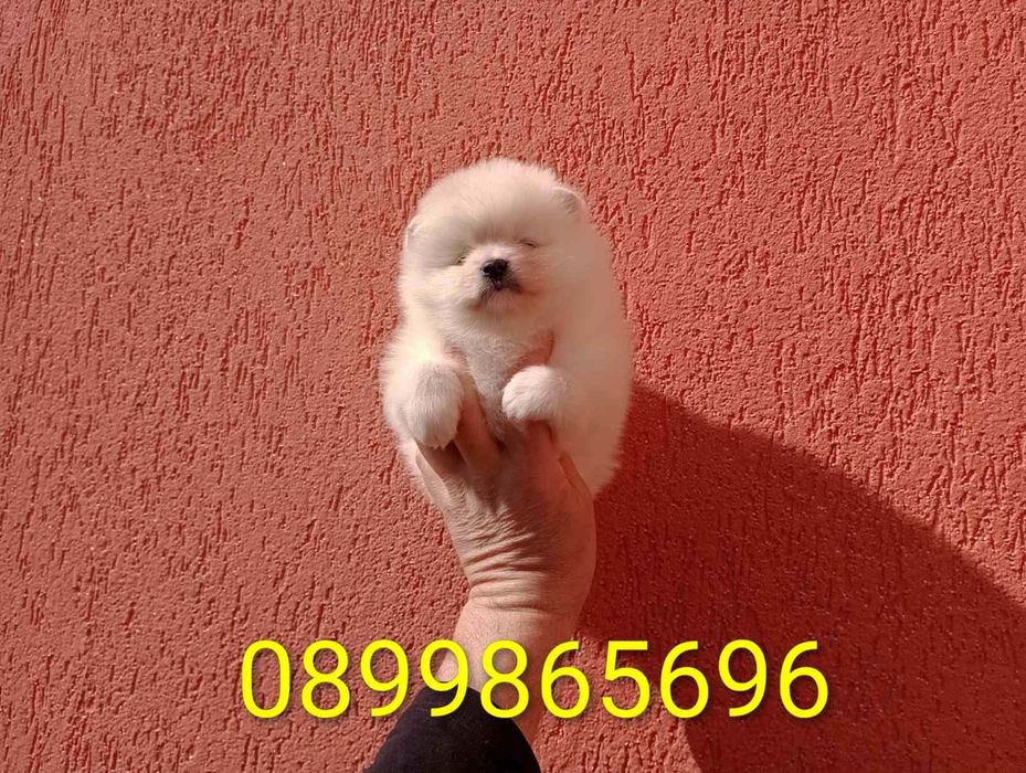 Женски Померани !