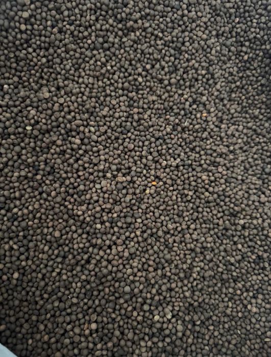 Sparceta, Iarba de Sudan, Trifoi, Mazariche, Ovaz, Iarba de Coasa