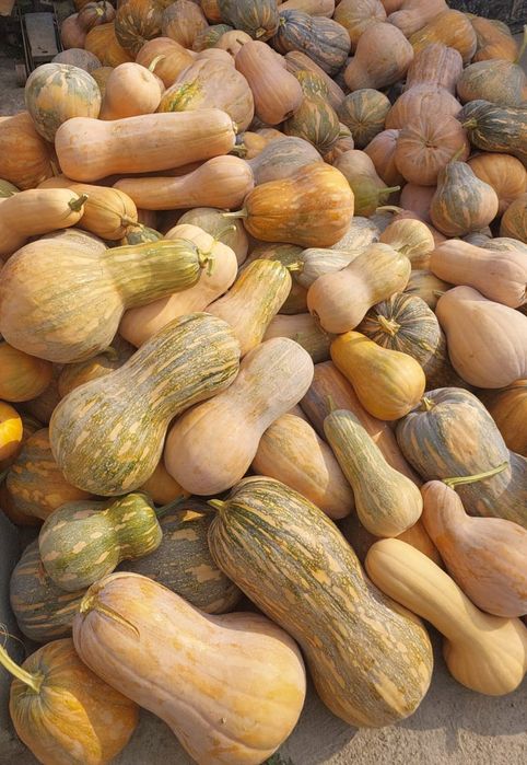 Тыква мантная  по 200тг