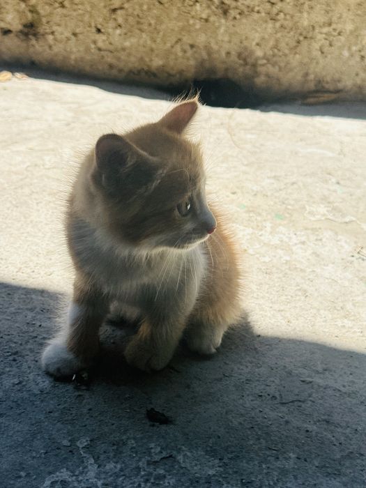 Отдам котят в добрые ручки