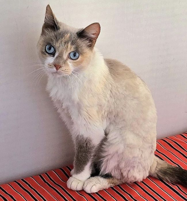 Пристраивактся кошечка,  стерилизована