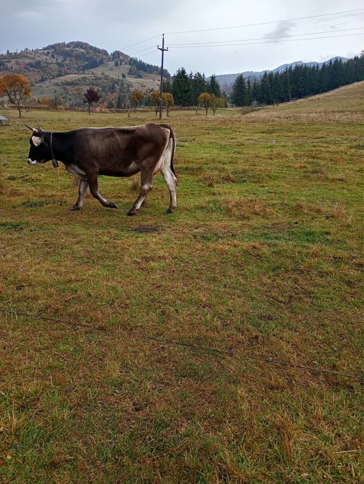 Vaca cu lapte ….