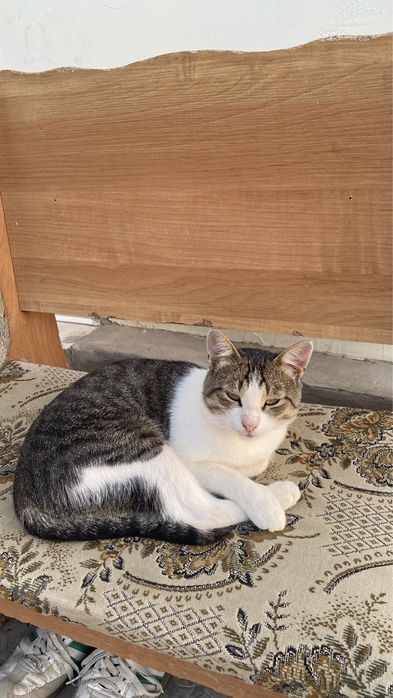 Кот мальчик 1 год