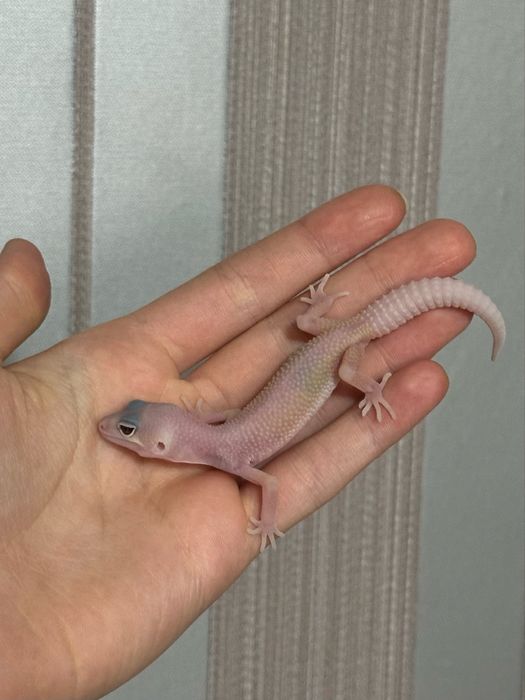 Малышь Эублефар