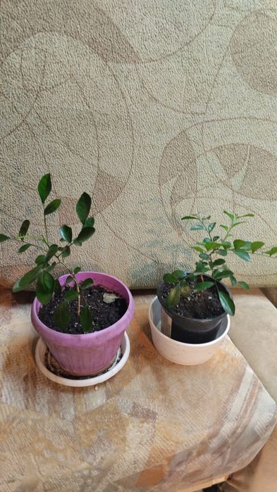 Продам комнатные растения