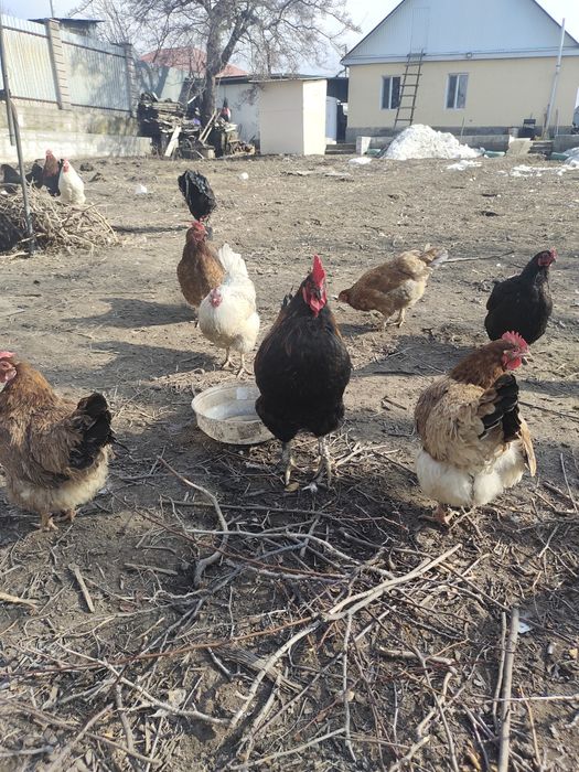 Продам петухов домашных