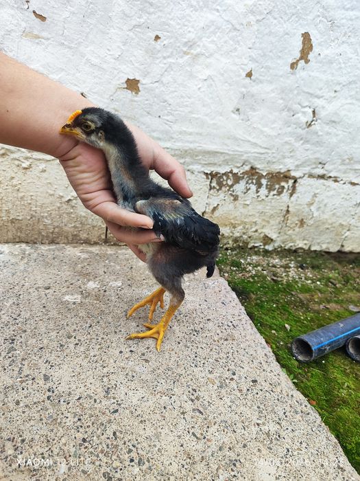 Shalpang Joʻjalar sotiladi