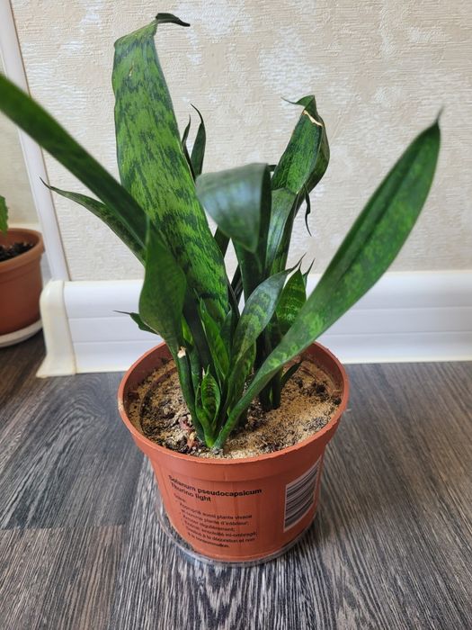 Продам сансевьера