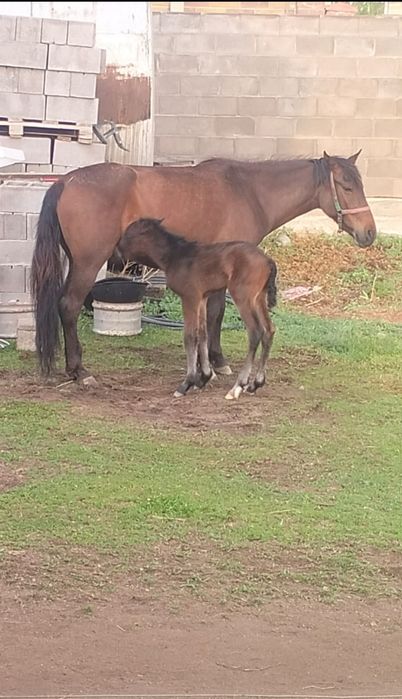 Ұрғашы жылқы сатылады