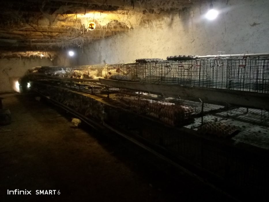 1000 Товука молжаланган сетка сотилади