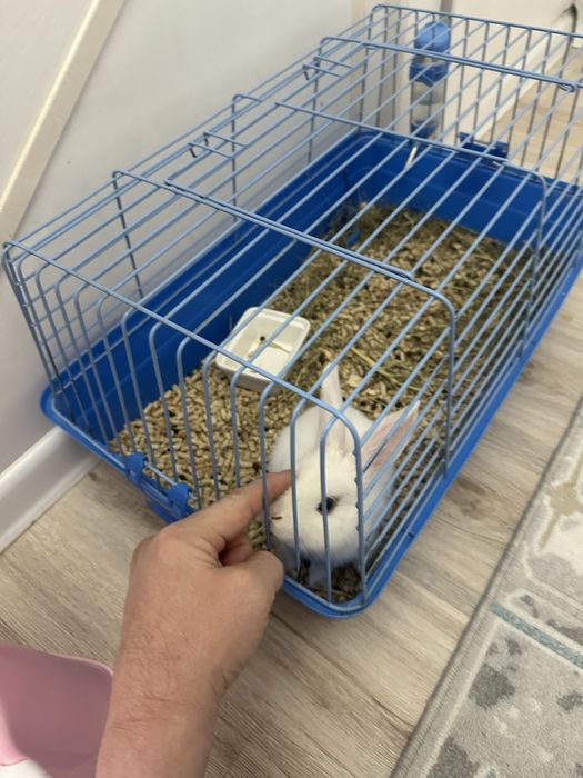 Продам декоративного крольченка