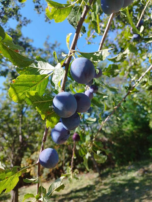 Prune pentru țuică 1.80 lei /kg