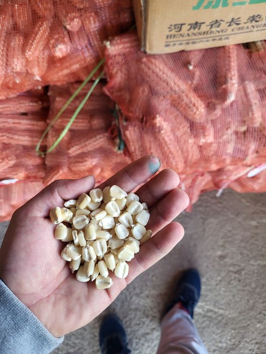 Белая Кукуруза. Ақ жүгері.