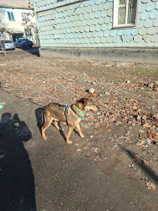 Отдам собаку ТОЛЬКО в хорошие руки