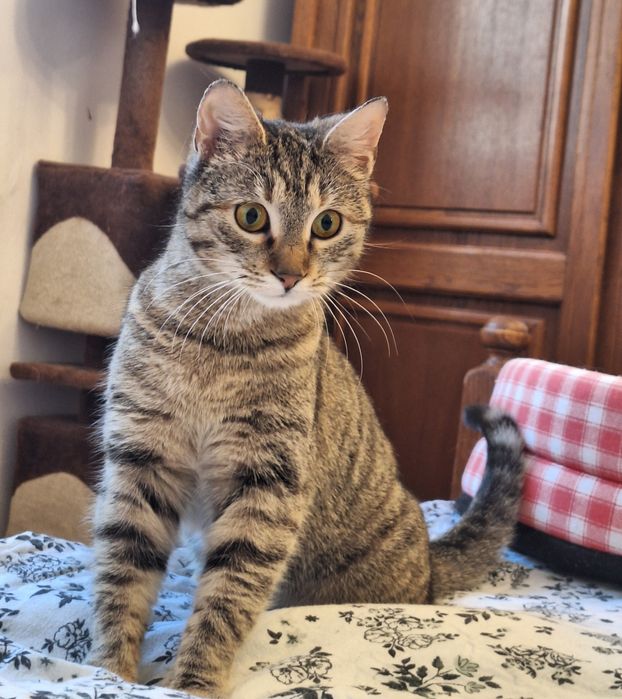 Pisica Sparkles o să-ți intre instant în suflet. Adopt-o!