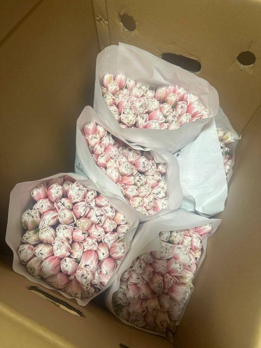 Продам тюльпаны