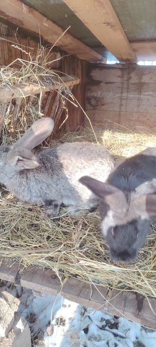 Vând iepuroaică UG și iepurași din ea