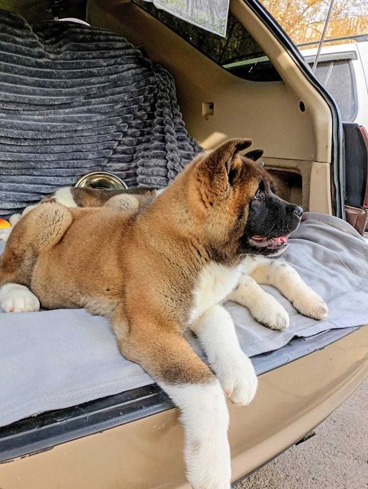 Плюшевые щенки акиты