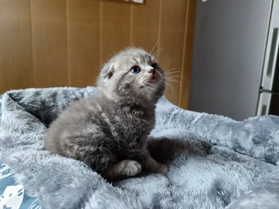 Скоттиш Фолд.  Мальчик.