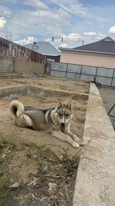 Сибирское Лайка 100%