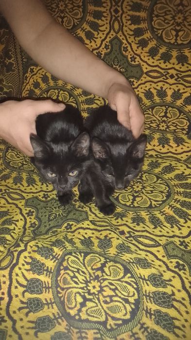Отдам котят в добрые руки