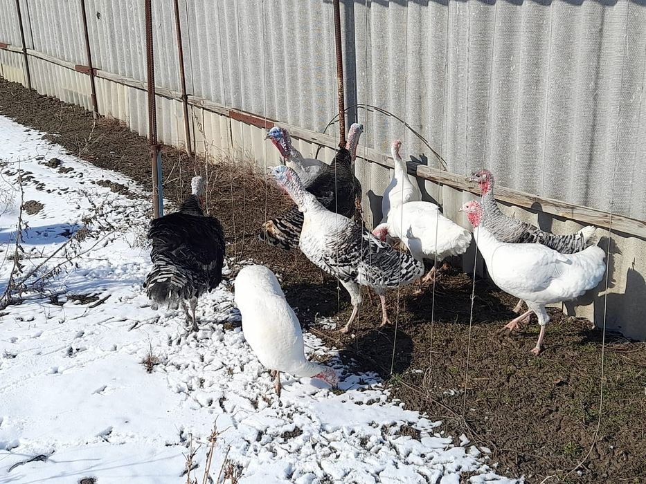 Продам домашних индюков