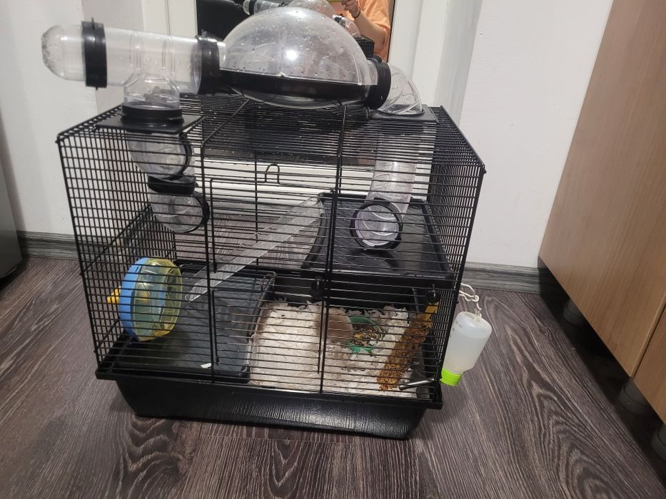 Vând hamster cu tot cu cușcă și accesorii