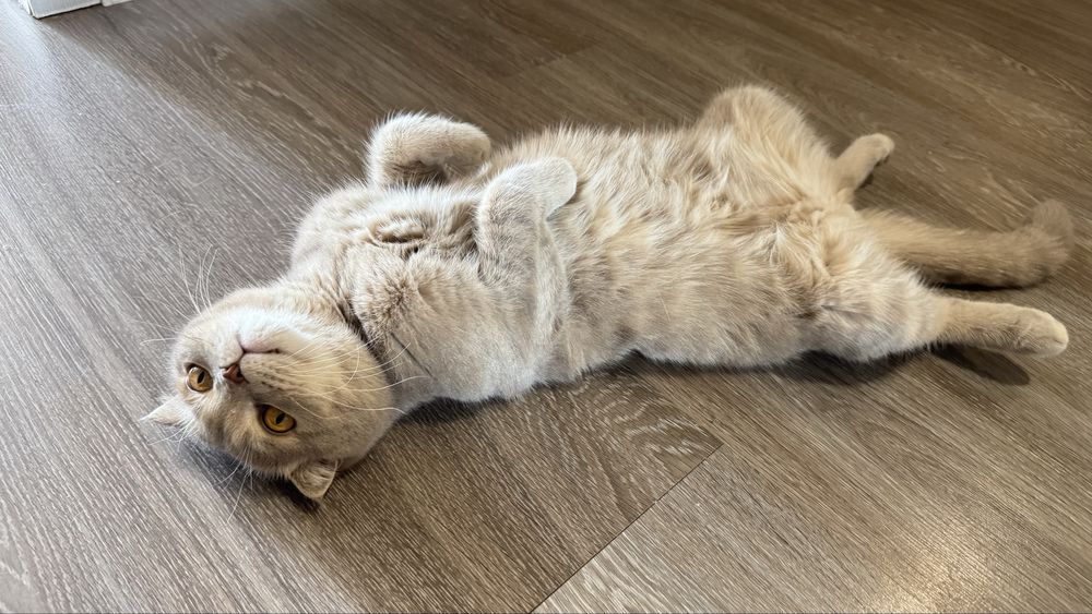 Отдам кота в добрые руки