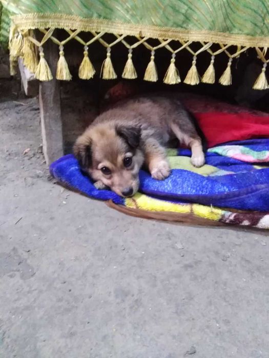 Отдам щенка девочку в добрые руки