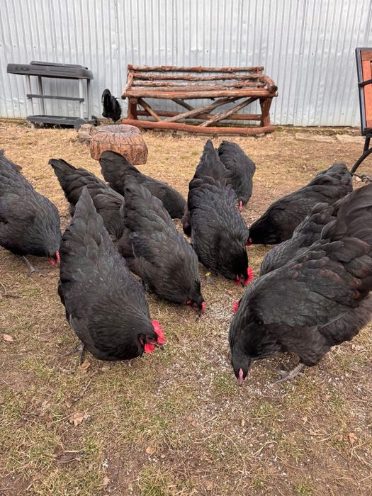 Gaini Australorp