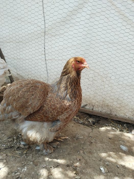 Găini brahma potârnichiu
